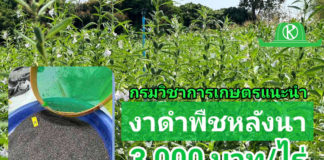 “งาดำพันธุ์อุบลราชธานี 3” พืชหลังนาสร้างรายได้เสริมกว่า 3,000 บาท/ไร่