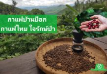 แปลงใหญ่กาแฟบ้านป๊อก จ.เชียงใหม่ กาแฟไทย ใจรักษ์ป่า นำนวัตกรรม ยกระดับผลิตภัณฑ์ ตอบโจทย์ BCG Model