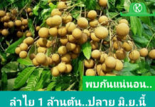 ปีนี้ ลำไย 8 จังหวัด ภาคเหนือ ผลผลิตรวม 9.78 แสนตัน เริ่มออกตลาดปลายเดือนมิถุนายน นี้