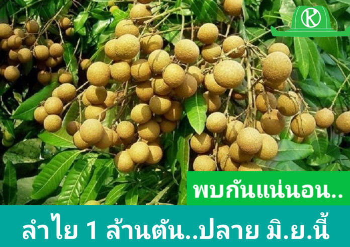 ปีนี้ ลำไย 8 จังหวัด ภาคเหนือ ผลผลิตรวม 9.78 แสนตัน เริ่มออกตลาดปลายเดือนมิถุนายน นี้
