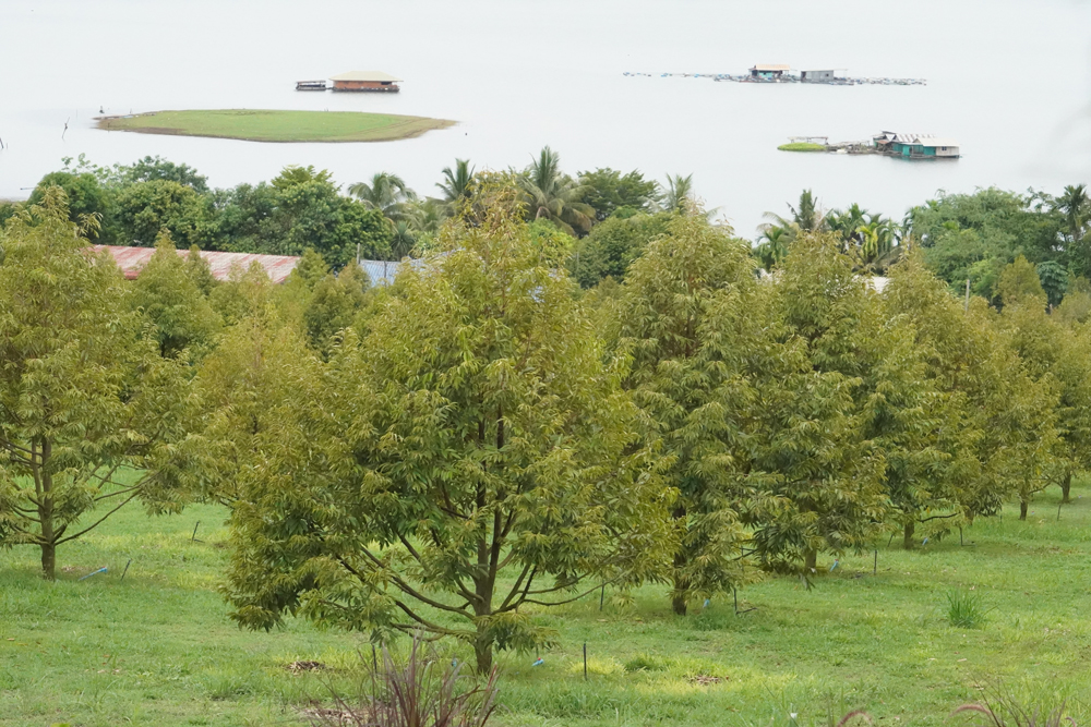 ที่สวนทุเรียน Green and Groom Farm