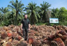 ศพก. เมืองสุราษฎร์ สำเร็จโดดเด่น ได้มาตรฐาน RSPO ใช้ปุ๋ยตามความต้องการของพืช ลดต้นทุน เพิ่มผลผลิต บริหารจัดการพื้นที่ให้เกิดประโยชน์สูงสุด