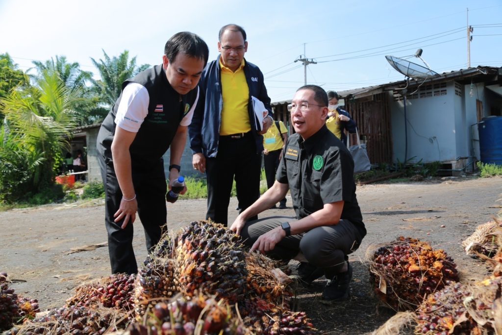 ศพก. เมืองสุราษฎร์ สำเร็จโดดเด่น ได้มาตรฐาน RSPO ใช้ปุ๋ยตามความต้องการของพืช ลดต้นทุน เพิ่มผลผลิต บริหารจัดการพื้นที่ให้เกิดประโยชน์สูงสุด
