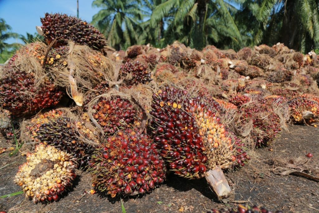 ศพก. เมืองสุราษฎร์ สำเร็จโดดเด่น ได้มาตรฐาน RSPO ใช้ปุ๋ยตามความต้องการของพืช ลดต้นทุน เพิ่มผลผลิต บริหารจัดการพื้นที่ให้เกิดประโยชน์สูงสุด