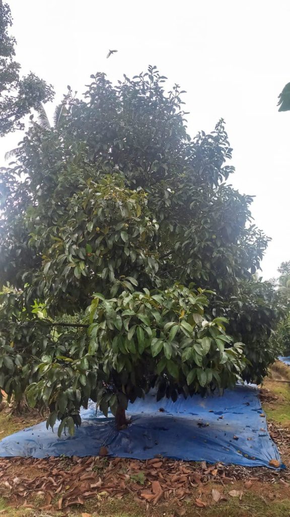 การคลุมดินที่โคนต้นมังคุดเพื่อป้องกันน้ำฝนที่ตกลงมามากจนทำให้ผลแตก เนื้อแก้ว หรือยางไหลที่เปลือก โดยเขาจะคลุมดินก่อนที่จะมาฝนตกหนัก และหลังจากฝนตกทิ้งช่วง 2-3 วันเขาก็จะเอาผ้าคลุมออก นับว่ามีความมานะมาก เมื่อถามว่าเขาได้องค์ความรู้นี้มาจากไหน เขาบอกว่าได้มาจากการดูงานที่ประเทศไทยเมื่อ 7 ปีที่แล้ว