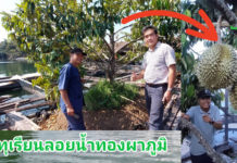 ทุเรียนลอยน้ำ...จากออกดอกก็ติดลูกจนเป็นที่ฮือฮาไปทั่วประเทศ