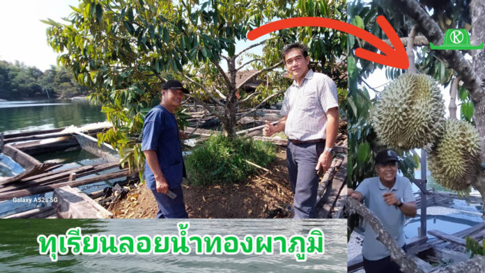 ทุเรียนลอยน้ำ...จากออกดอกก็ติดลูกจนเป็นที่ฮือฮาไปทั่วประเทศ