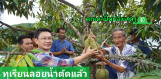 ได้ฤกษ์ตัดทุเรียนลอยน้ำลูกแรกที่ทองผาภูมิ คุณตาปี๊ดปลื้มสุดๆ ผู้ว่าฯส่งนายอำเภอมาช่วยตัด..
