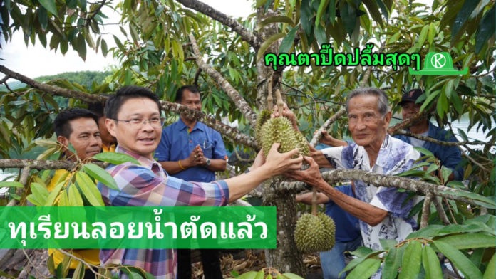 ได้ฤกษ์ตัดทุเรียนลอยน้ำลูกแรกที่ทองผาภูมิ คุณตาปี๊ดปลื้มสุดๆ ผู้ว่าฯส่งนายอำเภอมาช่วยตัด..