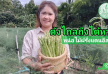 หน่อไม้ฝรั่งแดนอีสานจากภูผาม่าน ขอนแก่น สร้างฐานตลาดไปไกลถึงไต้หวัน ด้วยประสิทธิภาพการผลิตที่ได้มาตรฐาน การันตีคุณภาพจากสินค้าเกษตรแปลงใหญ่