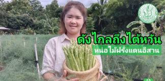 หน่อไม้ฝรั่งแดนอีสานจากภูผาม่าน ขอนแก่น สร้างฐานตลาดไปไกลถึงไต้หวัน ด้วยประสิทธิภาพการผลิตที่ได้มาตรฐาน การันตีคุณภาพจากสินค้าเกษตรแปลงใหญ่