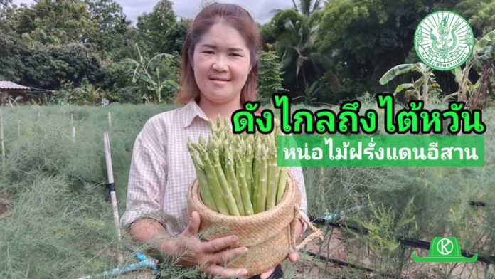 หน่อไม้ฝรั่งแดนอีสานจากภูผาม่าน ขอนแก่น สร้างฐานตลาดไปไกลถึงไต้หวัน ด้วยประสิทธิภาพการผลิตที่ได้มาตรฐาน การันตีคุณภาพจากสินค้าเกษตรแปลงใหญ่