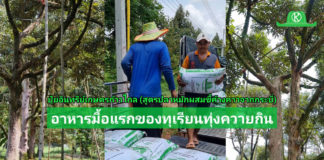 ปุ๋ยเกษตรก้าวไกลสูตรปลาหมักฯ อาหารมื้อแรกของทุเรียนตำบลทุ่งควายกิน จ.ระยอง