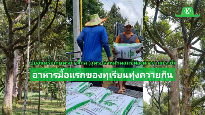 ปุ๋ยเกษตรก้าวไกลสูตรปลาหมักฯ อาหารมื้อแรกของทุเรียนตำบลทุ่งควายกิน จ.ระยอง