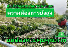 สับปะรดปัตตาเวียภาคตะวันตก ปีนี้ ผลผลิตรวม 6.2 แสนตัน แนะเกษตรกรวางแผนการผลิตและควบคุมคุณภาพ