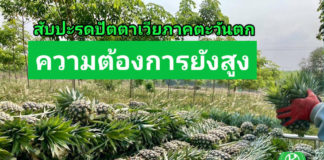 สับปะรดปัตตาเวียภาคตะวันตก ปีนี้ ผลผลิตรวม 6.2 แสนตัน แนะเกษตรกรวางแผนการผลิตและควบคุมคุณภาพ