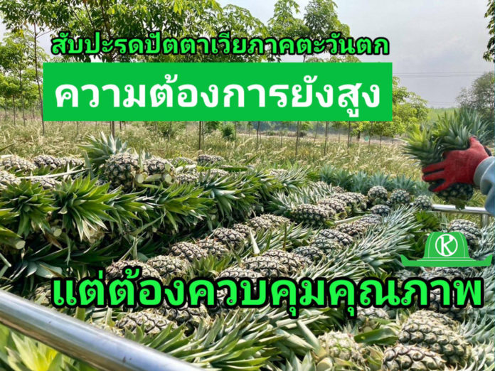 สับปะรดปัตตาเวียภาคตะวันตก ปีนี้ ผลผลิตรวม 6.2 แสนตัน แนะเกษตรกรวางแผนการผลิตและควบคุมคุณภาพ