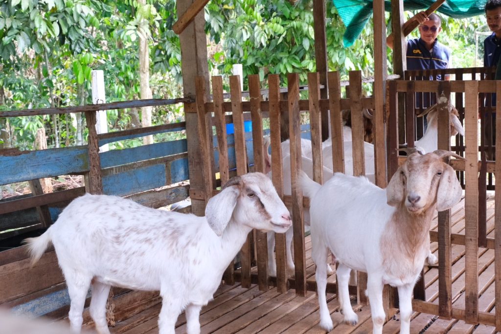 อธิบดีฯ วิศิษฐ์ หนุนการดำเนินงานสหกรณ์การเกษตรเครือข่ายแกะ-แพะ พัฒนาไปสู่มาตรฐาน GAP พร้อมผลักดันเข้าสู่อุตสาหกรรม HALAL"