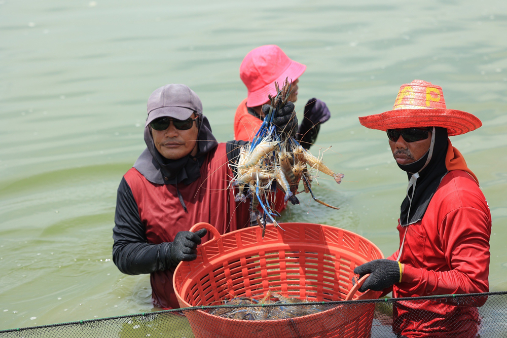 ดูการเลี้ยงกุ้มก้ามกรามและกุ้งขาวในบ่อเดียวกัน
