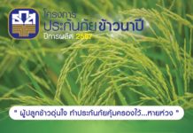 ธ.ก.ส. พร้อมดำเนินโครงการประกันภัยข้าวนาปี ปี 67 ตามมติครม. เริ่มแล้ววันนี้