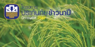 ธ.ก.ส. พร้อมดำเนินโครงการประกันภัยข้าวนาปี ปี 67 ตามมติครม. เริ่มแล้ววันนี้