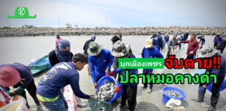 อธิบดีบัญชา บุกเมืองเพชร ร่วมมือเกษตรกรชาวประมงและชุมชน ลุยจับปลาหมอคางดำ นำร่องตาม 5 มาตรการสำคัญกรมประมง