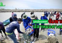 อธิบดีบัญชา บุกเมืองเพชร ร่วมมือเกษตรกรชาวประมงและชุมชน ลุยจับปลาหมอคางดำ นำร่องตาม 5 มาตรการสำคัญกรมประมง