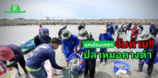 อธิบดีบัญชา บุกเมืองเพชร ร่วมมือเกษตรกรชาวประมงและชุมชน ลุยจับปลาหมอคางดำ นำร่องตาม 5 มาตรการสำคัญกรมประมง