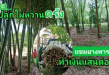 ปลูกไผ่เลี้ยงหวานแซมยางพาราทำเงินแสนต่อปี อาชีพเสริมรายได้สมาชิกสหกรณ์ห้วยยอด จำกัด.จังหวัดตรัง