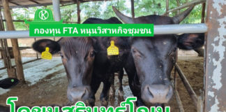 กองทุน FTA ติดตามโครงการพัฒนาศักยภาพการผลิตโคเนื้อสุรินทร์วากิวครบวงจร หนุนวิสาหกิจชุมชนโคขุนสุรินทร์โกเบครบวงจร เพิ่มประสิทธิภาพการผลิตโคเนื้อได้สำเร็จ