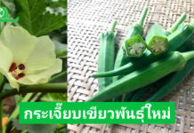 มาแล้ว กวก.กาญจนบุรี 1 กระเจี๊ยบเขียวพันธุ์ใหม่ให้ผลผลิตสูงฝักได้มาตรฐานส่งออก
