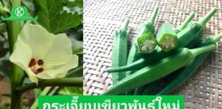 มาแล้ว กวก.กาญจนบุรี 1 กระเจี๊ยบเขียวพันธุ์ใหม่ให้ผลผลิตสูงฝักได้มาตรฐานส่งออก