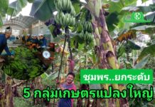 ชุมพร ยกระดับเกษตรแปลงใหญ่ ต่อยอดเป็นผู้ผลิตสินค้ามาตรฐานส่งออก