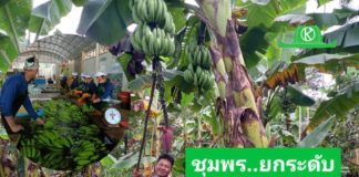ชุมพร ยกระดับเกษตรแปลงใหญ่ ต่อยอดเป็นผู้ผลิตสินค้ามาตรฐานส่งออก