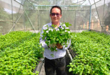 กรมวิชาการเกษตรโชว์เทคโนโลยีผลิตพืชผักด้วยระบบรางแคบในโรงเรือน