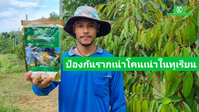 เอนไซม์ ปรับสภาพดิน Super D ป้องกันรากเน่าโคนเน่าในทุเรียนได้