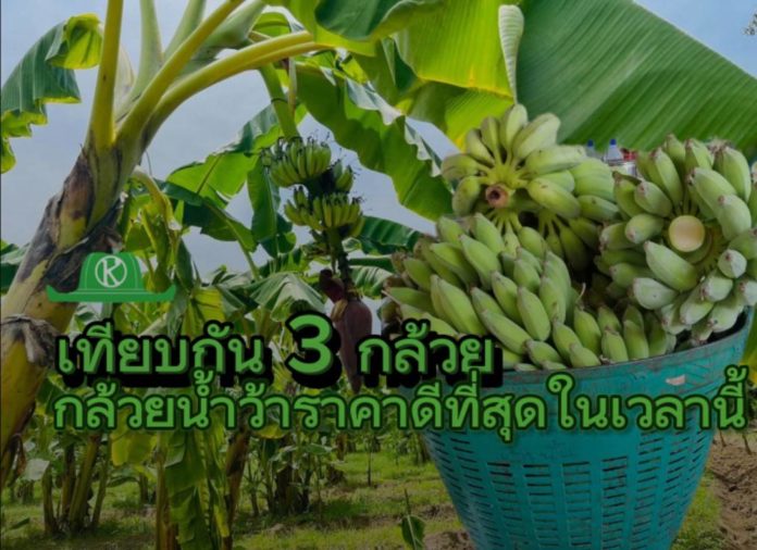 กล้วยน้ำว้าราคาพุ่ง เหตุสภาพภูมิอากาศเปลี่ยนแปลง แนะวางแผนการปลูกให้สอดรับกับสภาวะตลาด