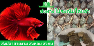 ให้บริการขนส่งปลาสวยงามและสัตว์น้ำมีชีวิต 327 สาขาทั่วประเทศ