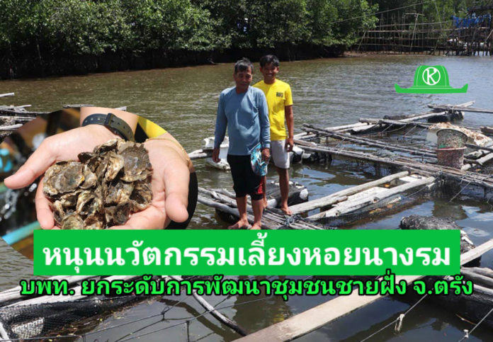 หน่วยบริหารและจัดการทุนด้านการพัฒนาระดับพื้นที่ (บพท.) หนุนนวัตกรรมยกระดับเลี้ยงหอยนางรม พัฒนาชุมชนชายฝั่งตรัง สู่ความยั่งยืน