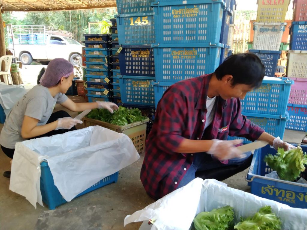 นายเสวตร์ ปิงกุล