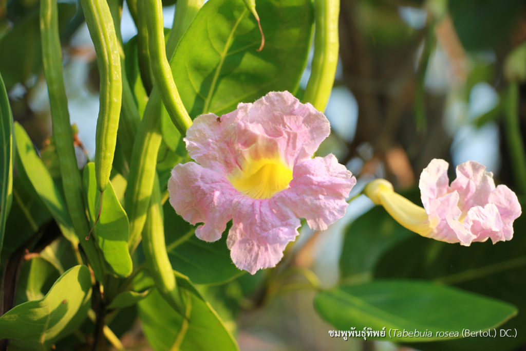ชมพูพันธุ์ทิพย์