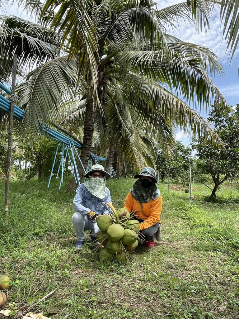 กรมวิชาการเกษตร ปลื้มเทคโนโลยีปลูกมะพร้าวน้ำหอมในพื้นที่ดินเค็ม ให้ผลผลิตคุณภาพรสชาติหอมหวาน