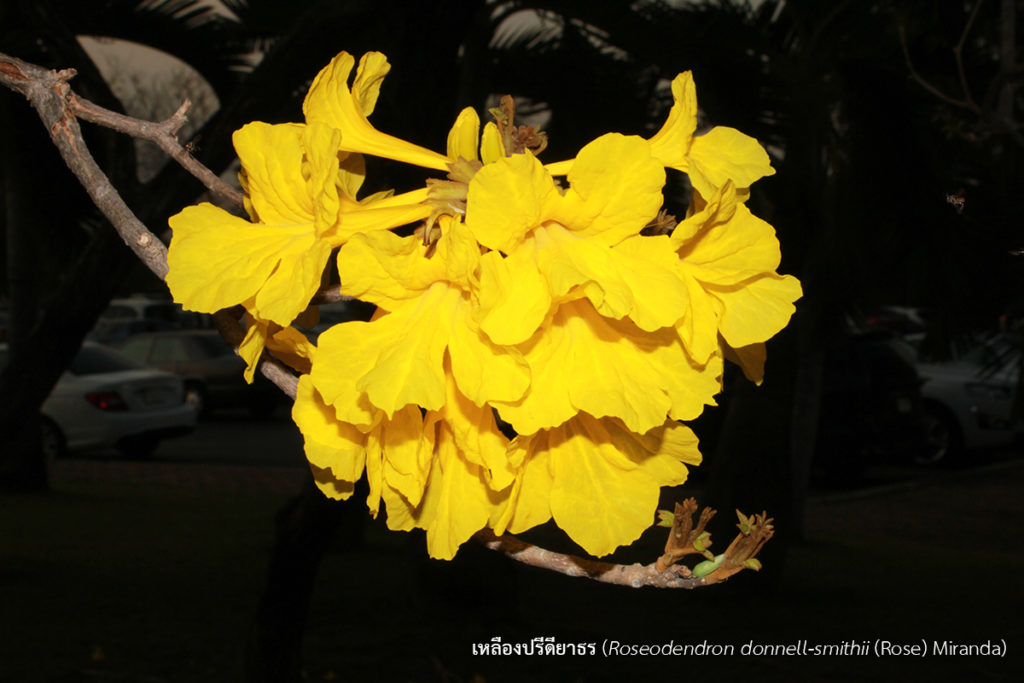 เหลืองปรีดียาธร