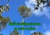 การสร้างแบรนด์ทุเรียนบ้านให้เกิดมูลค่าสูง ต้องทำอย่างไร?