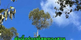 การสร้างแบรนด์ทุเรียนบ้านให้เกิดมูลค่าสูง ต้องทำอย่างไร?