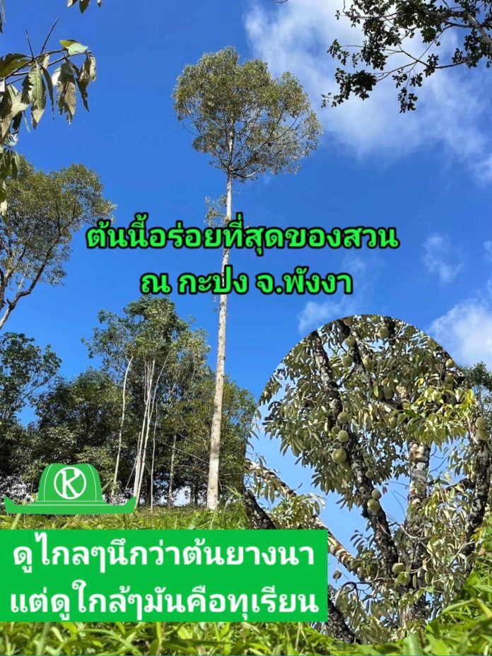 การสร้างแบรนด์ทุเรียนบ้านให้เกิดมูลค่าสูง ต้องทำอย่างไร?