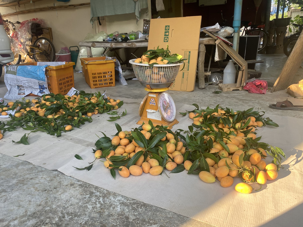 ‘มะยงชิดแม่ย่า’ สุโขทัย จ่อเป็น สินค้า GI ในปี 2568 สศท.2 แนะ เพิ่มโอกาสทางตลาดได้ด้วยการขับเคลื่อนสู่สินค้าเกษตรมูลค่าสูง และ Soft Power ด้านอาหาร