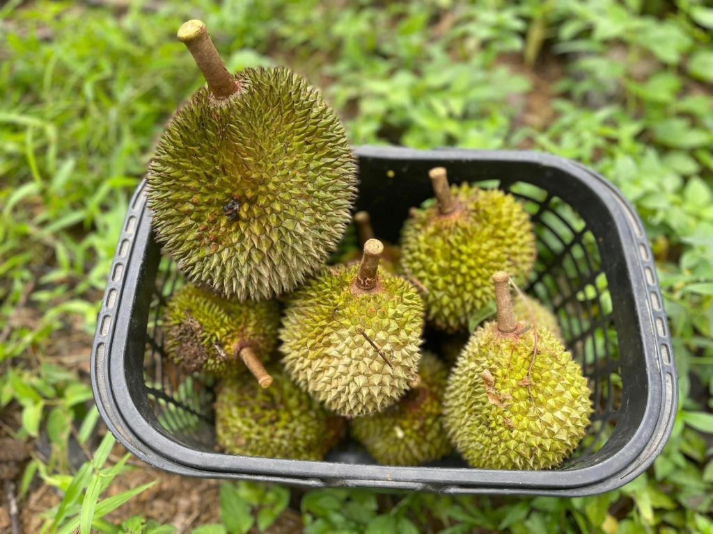 การสร้างแบรนด์ทุเรียนบ้านให้เกิดมูลค่าสูง ต้องทำอย่างไร?