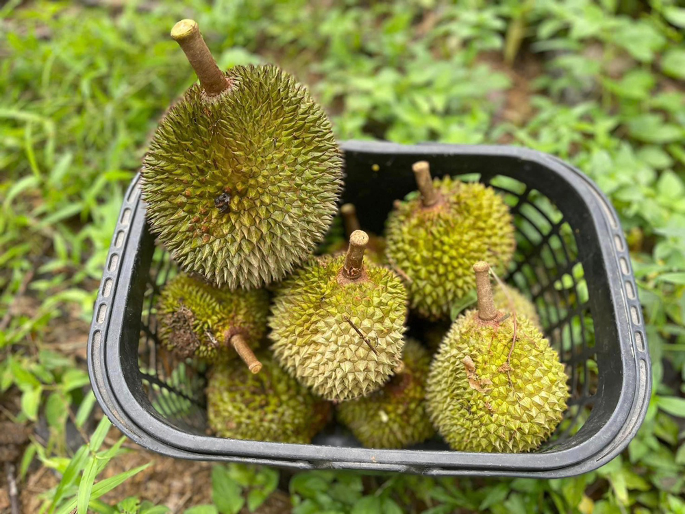 ท่องเที่ยวเกษตร คือความหวังของเกษตรกรไทย สัมภาษณ์สดสวน ณ กะปง จ.พังงา