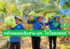 พบกับกล้วยหอมทองเสิงสางที่ “โก โฮลเซลล์” ผลผลิตสดใหม่ เนื้อแน่น รสชาติดี มีมาตรฐาน GAP